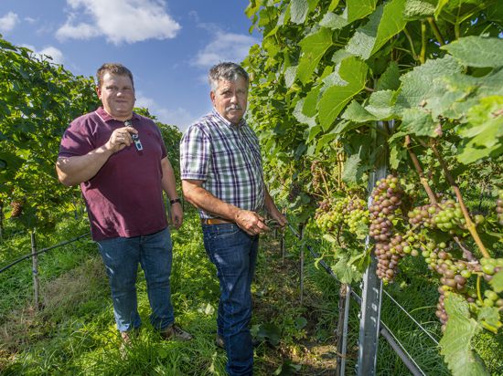 Im Weingut von Vater und Sohn, Otto und Michael Keller, in Eisingen, sehen die Beeren gut aus, auch wenn es durch den Frost weniger Ertrag in diesem Jahr geben wird.         