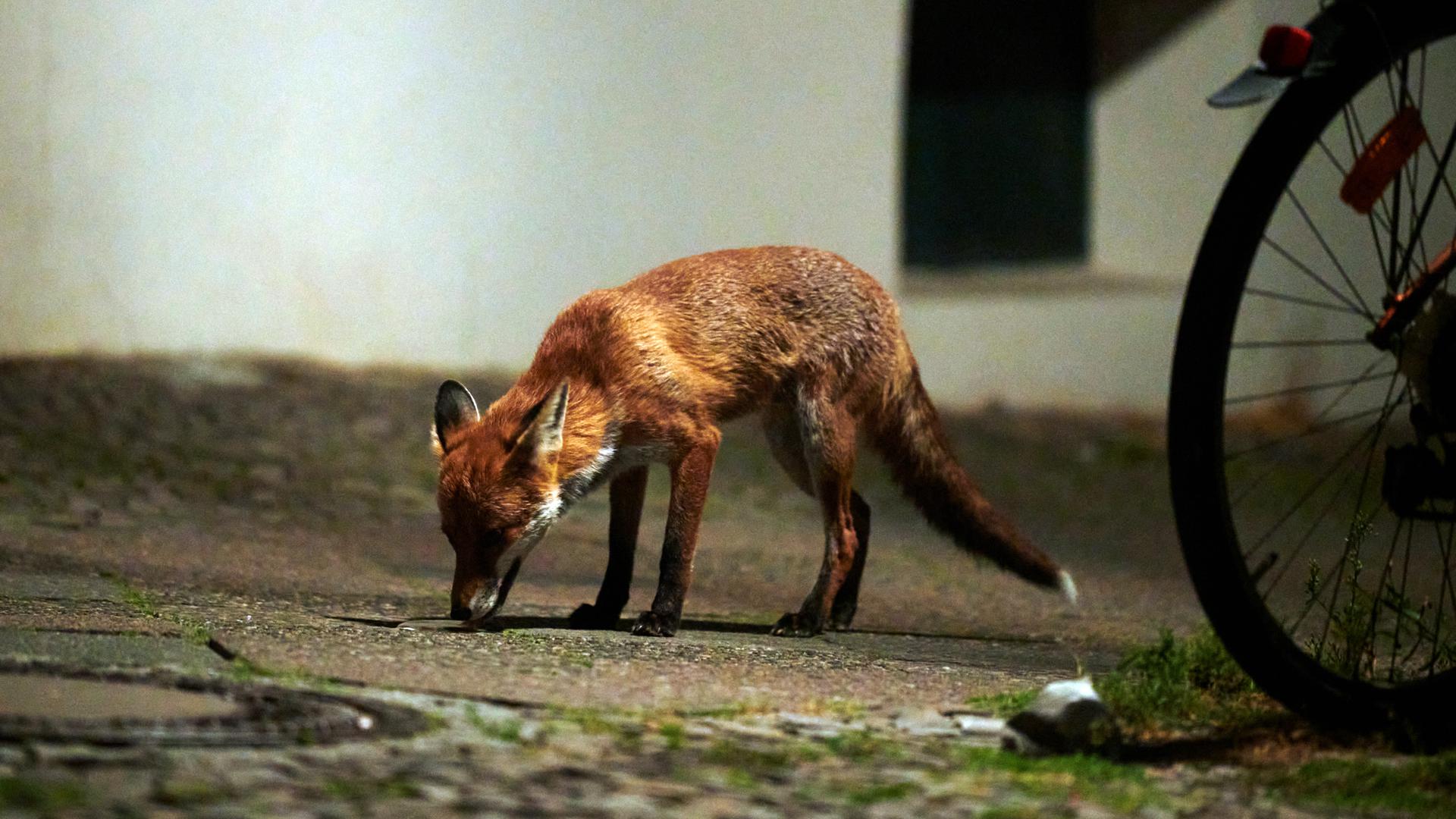 Fuchs Im Wohngebiet