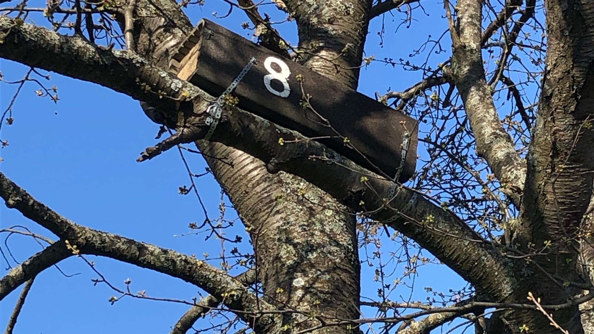 Nistkasten am Baum: Die hölzerne Box, die an einem Baum in Langensteinbach befestigt ist, gab Bernard Salay und seine Freundin beim gemeinsamen Spaziergang.