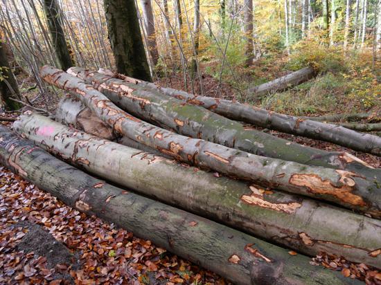 Im Wald oberhalb der Schwanner Warte in Straubenhardt liegen gerichtete Baumstämme zum Verkauf als Brennholz. Käufer können das Holz vor Ort selbst auf ihre gewünschte Größe zusägen.