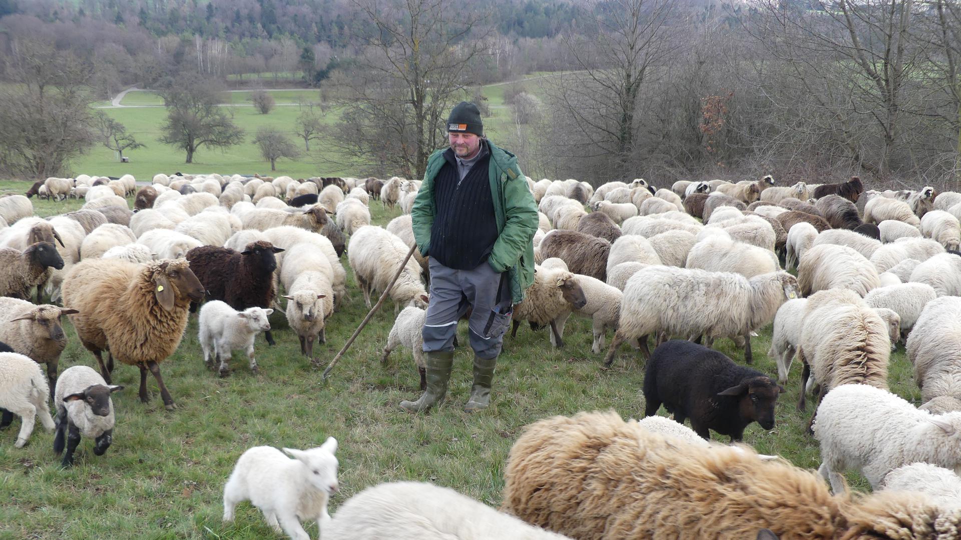 In den Wintermonaten ist Schäfer Mario Nagel aus Karlsbad mit seinen Schafen in der Region unterwegs, etwa auf den Wiesen zwischen Ittersbach und Weiler.