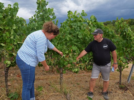 Die Hitze hat den Reben in diesem Jahr zu schaffen gemacht, erklären Weinbauberaterin Katharina Kohl und Winzer Michael Schmid. Die Lese wird in diesem Jahr mindestens zwei Wochen früher als geplant beginnen. 