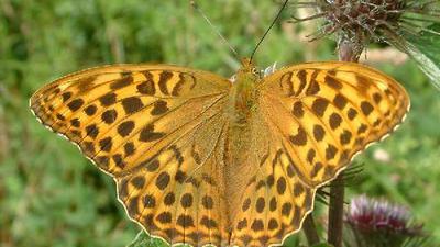 Schmetterling des Jahres: Den großen, orangenen Kaisermantel kann man laut Molthan seit kurzem rund um Königsbach öfter beobachten. 