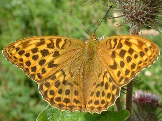 Schmetterling des Jahres: Den großen, orangenen Kaisermantel kann man laut Molthan seit kurzem rund um Königsbach öfter beobachten. 