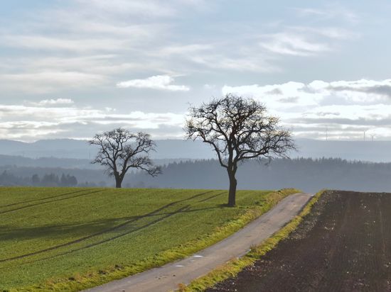 Felder bei Stein mit Schwarzwald im Hintergrund