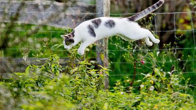 Eine Katze springt am 14.10.2014 in einem Garten in Sehnde (Niedersachsen) in ein Gebüsch und jagt Mäuse.  