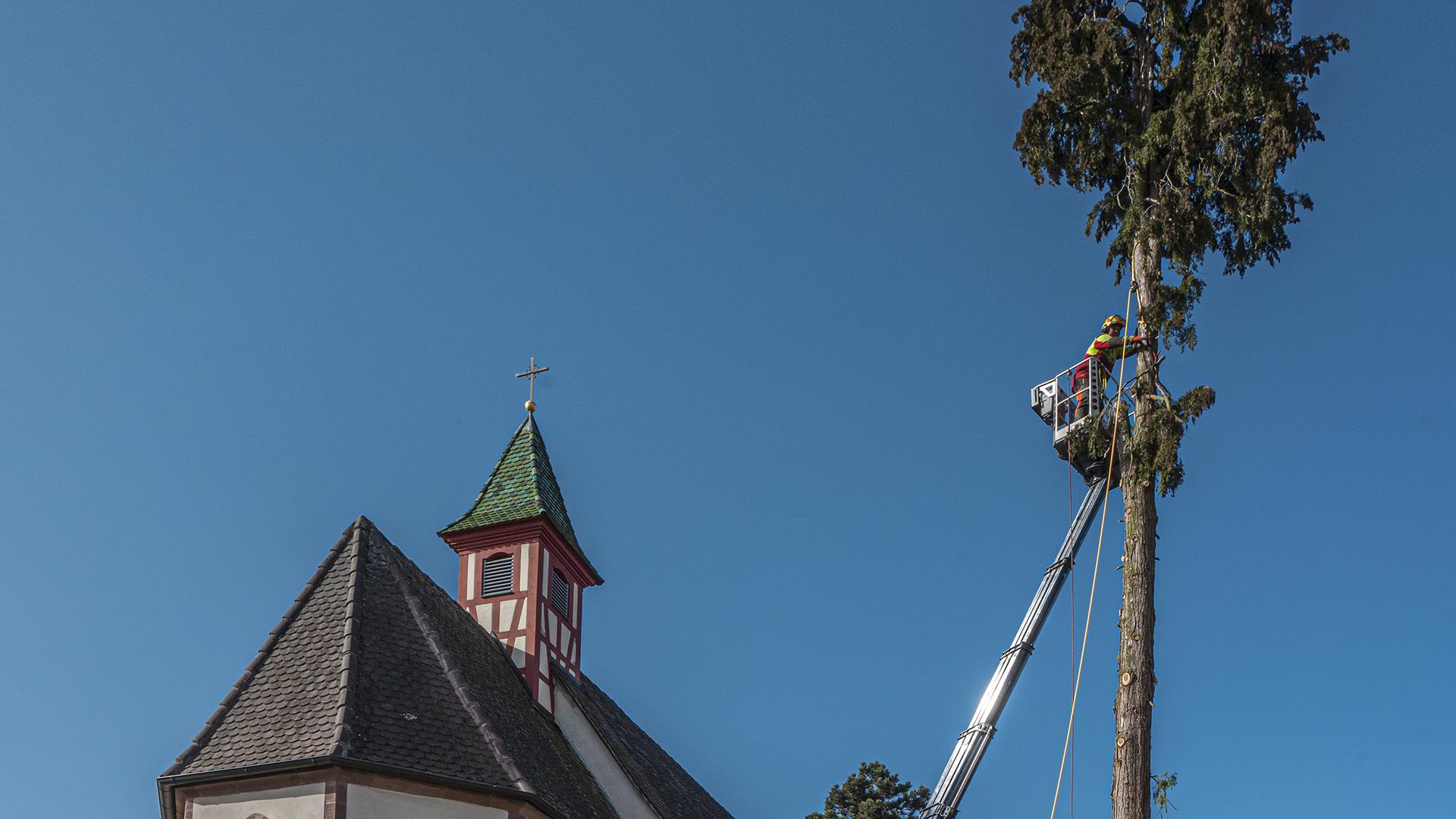 Die hohe Thuja neben der Sankt Sebastianskirche in Neuhausen wurde gefällt.            