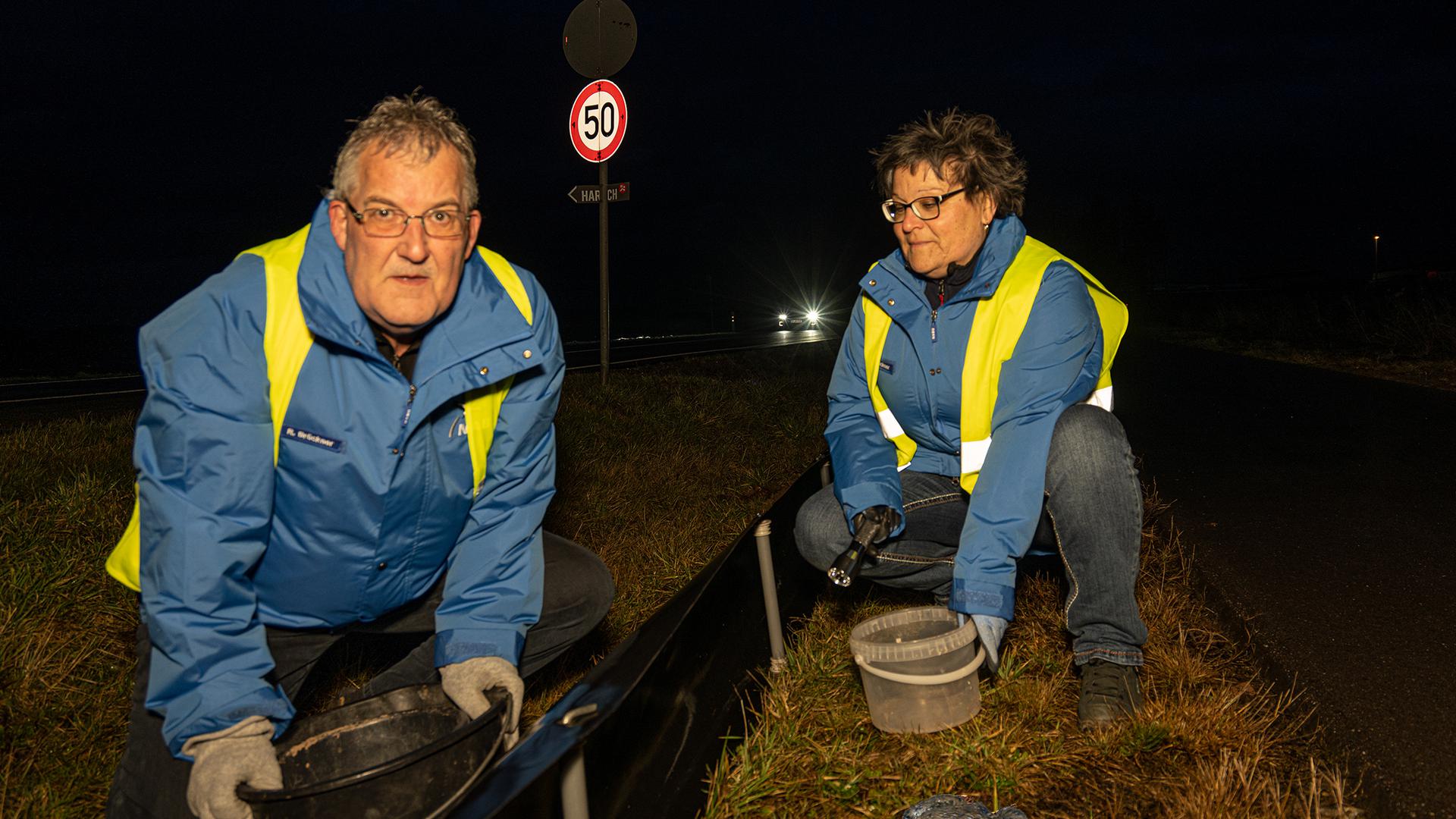 Nachtarbeit für Reiner und Susanne Brückner von der NaBu-Ortsgruppe Neuhausen beim Einsammeln der Kröten, die dann sicher über die Straße gebracht werden.         