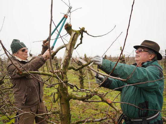 Egon Notz (links) und Günter Leonhard wissen genau, wie man Spindelbäume richtig schneidet. Beide sind Fachwarte, Obstbaumpfleger und Obst- und Gartencoaches.