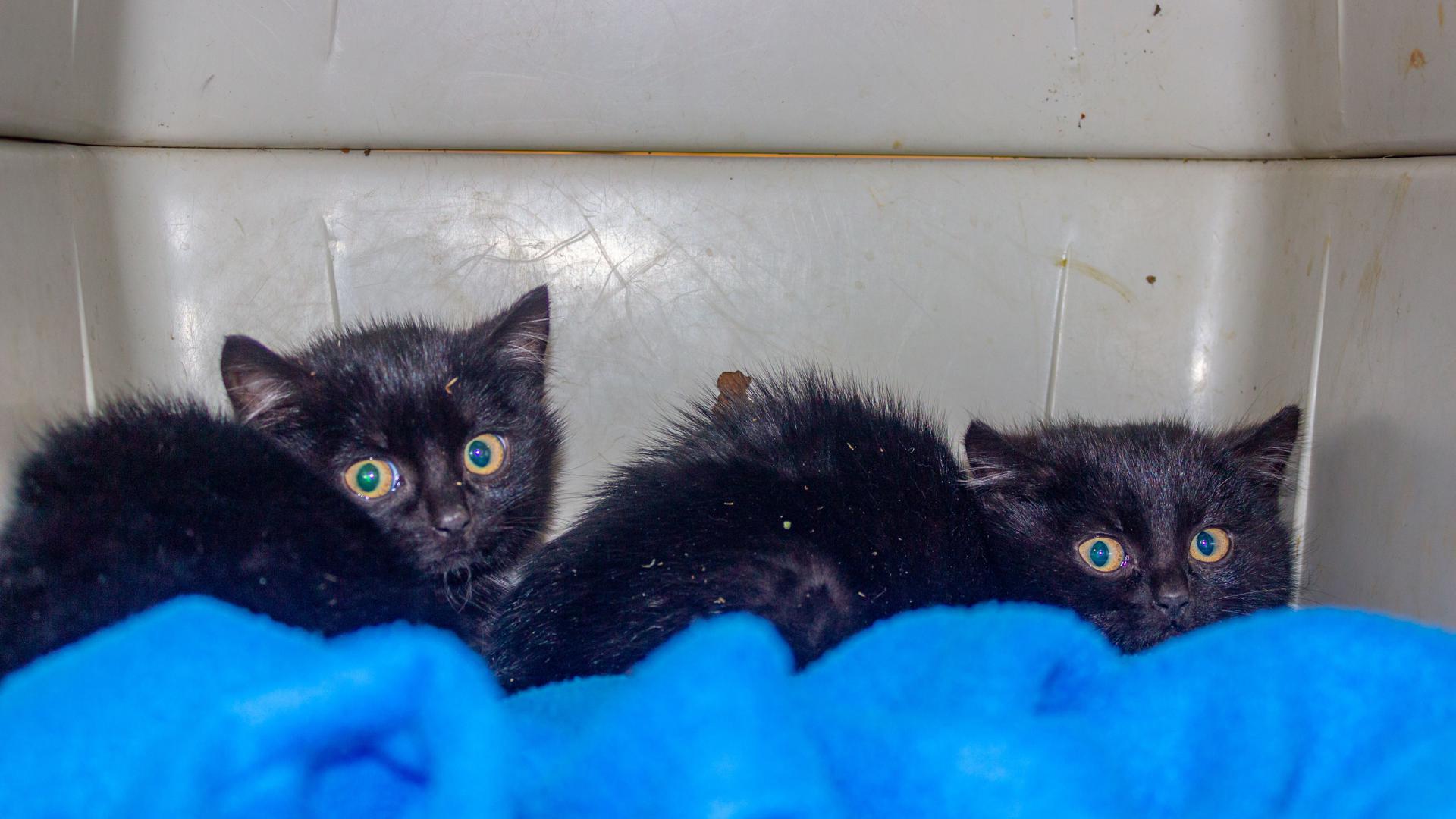 Diese beiden jungen Katzen hat die Feuerwehr Neulingen am Samstagabend aus einem Kanal gerettet.