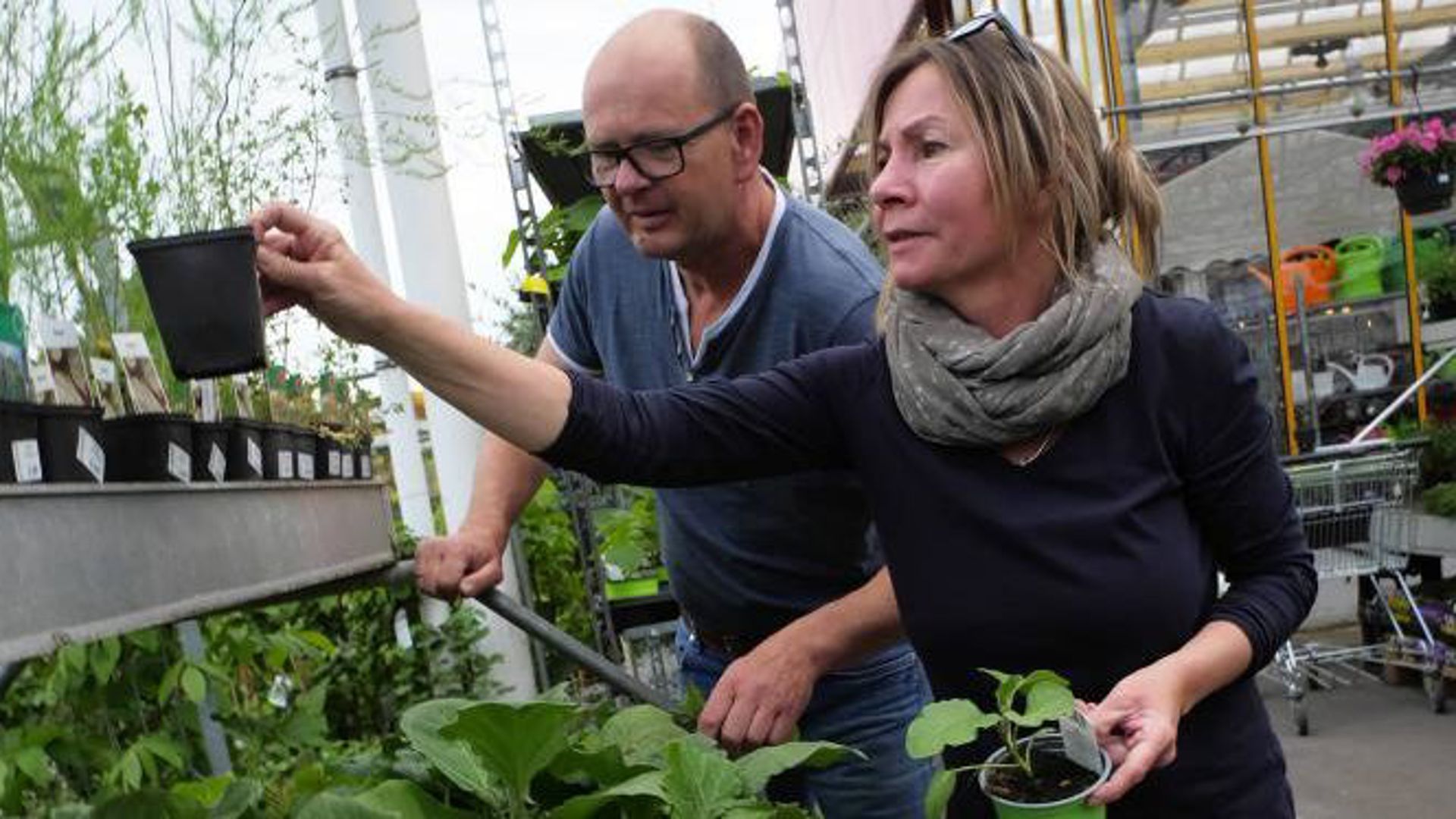 Heiße Ware: Helmut Krieger und seine Frau Ulrike bekommen die hohe Nachfrage nach Gemüsesetzlingen auch in ihrem Geschäft zu spüren.