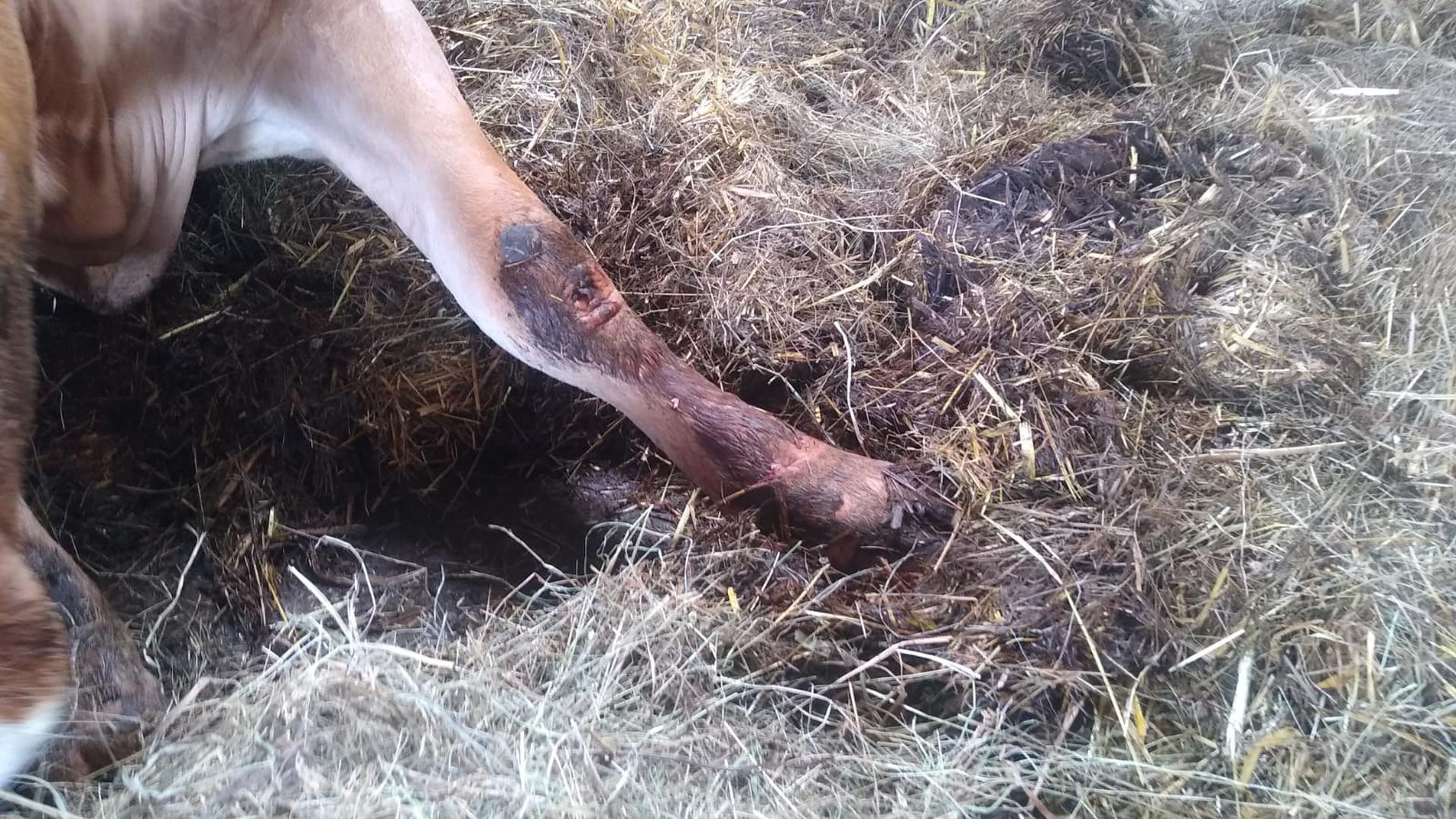 Zu schwach um aufzustehen: Eine verletzte Kuh liegt mit einer Wunde am Bein auf einem Mastbetrieb in Straubenhardt in ihren Ausscheidungen. Später wurde sie eingeschläfert.