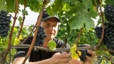 Fühlt sich wohl in seiner neuen Heimat: Thomas Röckinger ist nach Neuseeland ausgewandert und betreibt hier mit seiner Frau Nicola ein Weingut. Ende Februar beginnt die Weinlese.
