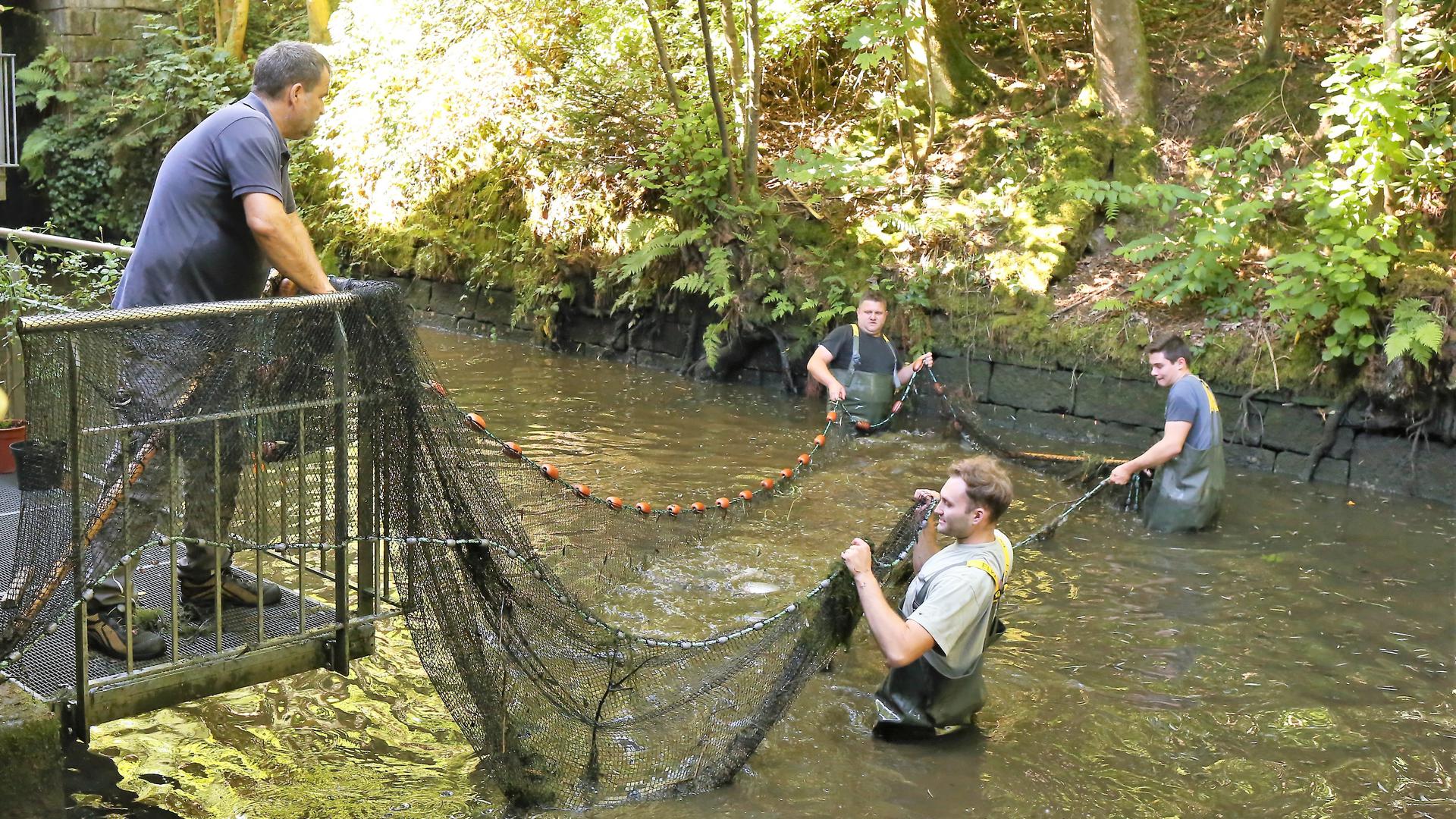 Handarbeit am Mühlkanal: Mit einem speziellen Netz werden große Fische aus dem alten Kanal gezogen.
