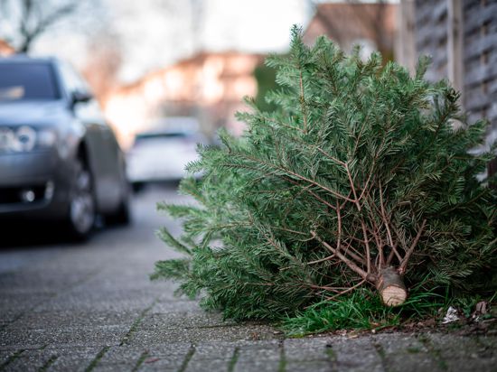 Ein Tannenbaum liegt an einer Straße. Die städtischen Wirtschaftsbetriebe beginnen mit der Abholung der abgeschmückten Weihnachtsbäume. +++ dpa-Bildfunk +++