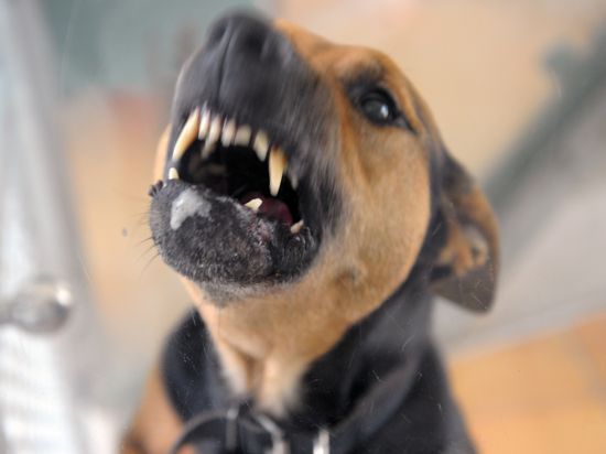 ARCHIV - Ein Hund steht am 11.08.2010 im Tierheim bellend in seiner Box und fletscht die Zähne. Foto: Soeren Stache/dpa (zu lsn «Angriffe von Hunden» vom 22.06.2015) +++ dpa-Bildfunk +++