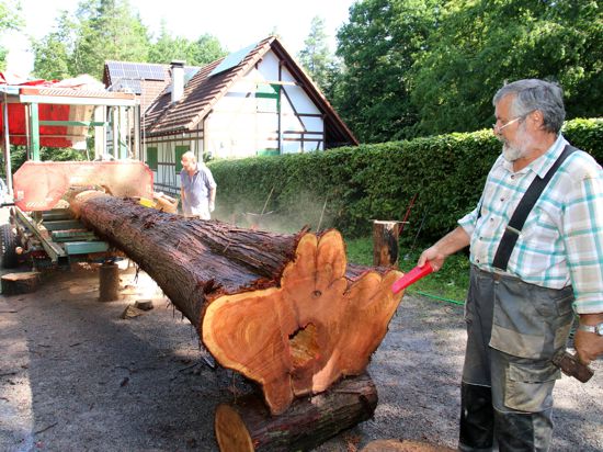 Franz Bulander mit einem 70 Jahre alten Lebensbaum beim Naturfreundehaus Lettenbrunnenhütte im Gebiet Hagenschieß in Pforzheim. 