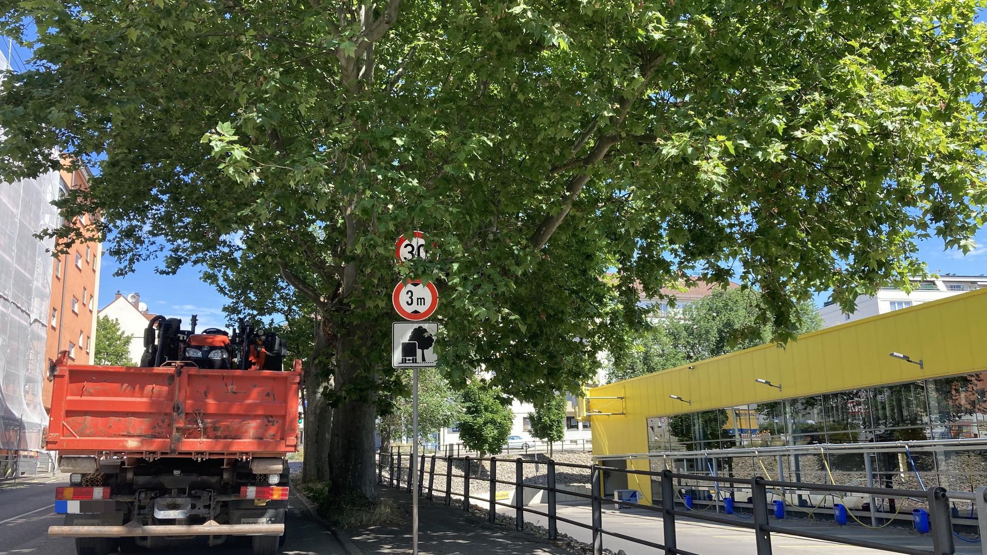 Versteckte Schilder: Gleich an mehreren Stellen in der Stadt sind Tempo 30 Hinweise von Büschen oder Bäumen verdeckt.