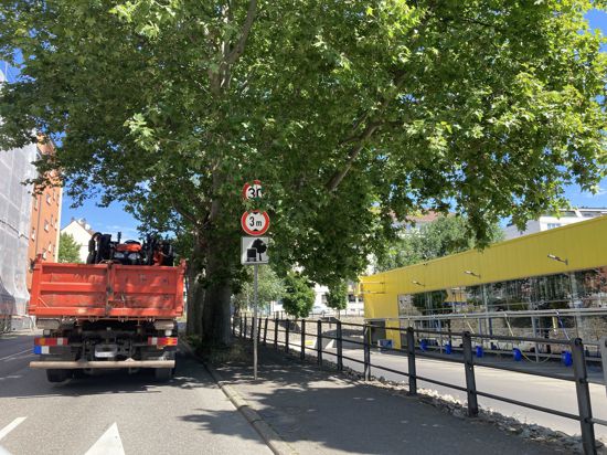 Versteckte Schilder: Gleich an mehreren Stellen in der Stadt sind Tempo-30-Hinweise von Büschen oder Bäumen verdeckt.