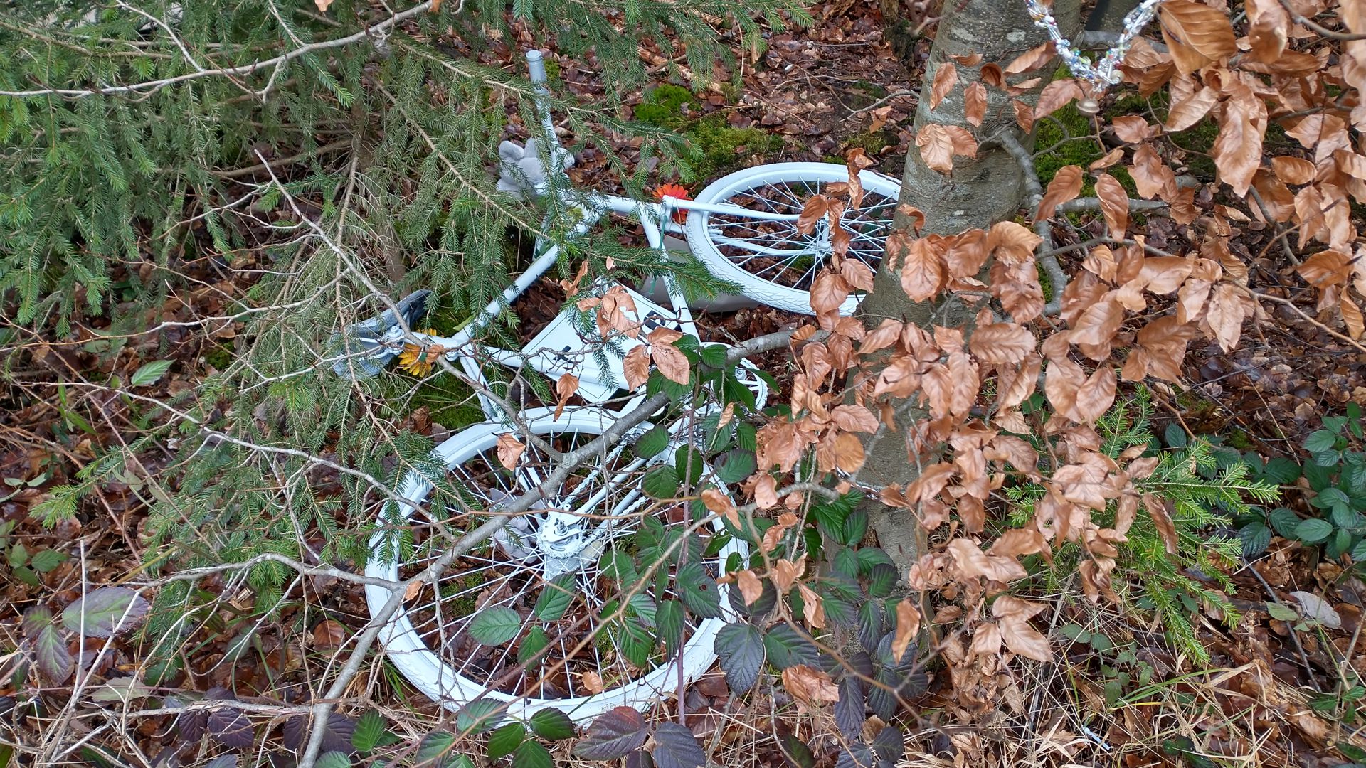 Das weiße Ghostbike wurde bei der Gedenkfeier am Unfallort aufgestellt. Es ist zwar immer noch einen Baum gekettet, aber Unbekannte haben es in den Wald geworfen.