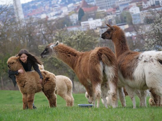 Sandra Baral und die Alpakas freuen sich schon darauf, wenn Wanderungen in größeren Gruppen ohne Corona-Sorgen wieder möglich sind
