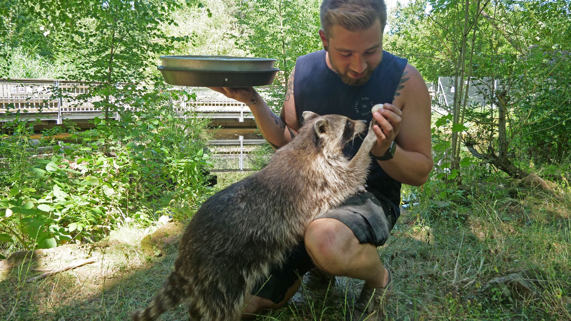 Tierpfleger David Schmitt füttert einen Waschbären.