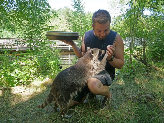 „Sie lieben mich nicht wegen meiner Frisur, sondern wegen dem Essen“, sagt Tierpfleger David Schmitt über die beiden Waschbären im Wildpark.