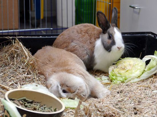Liegt da wie betrunken, hat aber durch Bakterienbefall einen „Schiefkopf“, was ihn seiner Lebensfreude aber nicht beraubt: Widderkopf-Kaninchen Bonnie (links) wartet mit seiner Gefährtin Mimi auf ein neues Zuhause