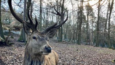 Kann wieder mehr Besuch bekommen: Einer der Hirsche im Pforzheimer Wildpark.