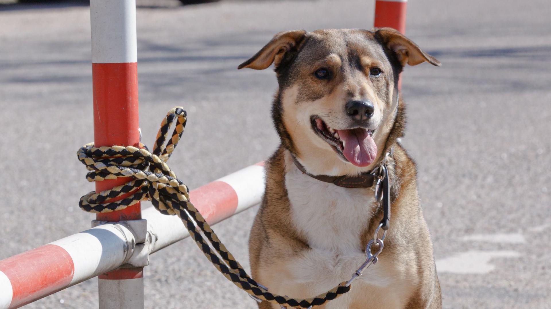 Ein Hund ist an einem rot-weiß gestreifen Zaun an einem Parkplatz angebunden. Seine Besitzer haben ihn ausgesetzt. 