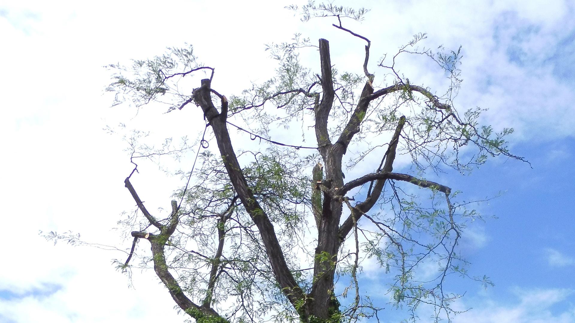 Der Lederhülsenbaum auf der Verkehrsinsel Oechsle-, Morse-, Senefelderstraße bot bei rund 20 Metern Höhe eine mächtige Krone. Diese musste eingekürzt werden, bevor der Baum gefällt wird.