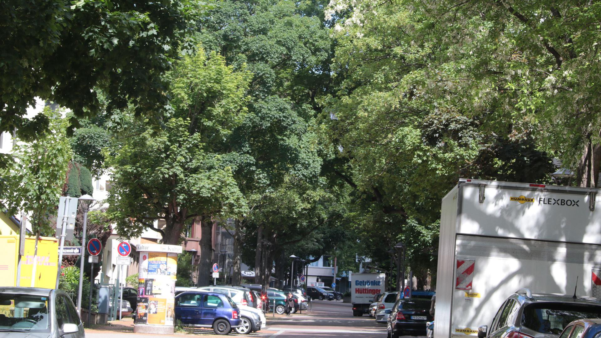 Verbessern das Stadtklima: Bäume sind wichtig für das Klima in der Innenstadt, sie sind aber auch gefährdet. Nicht jede Baumart ist den steigenden Temperaturen und der zunehmenden Trockenheit gewachsen