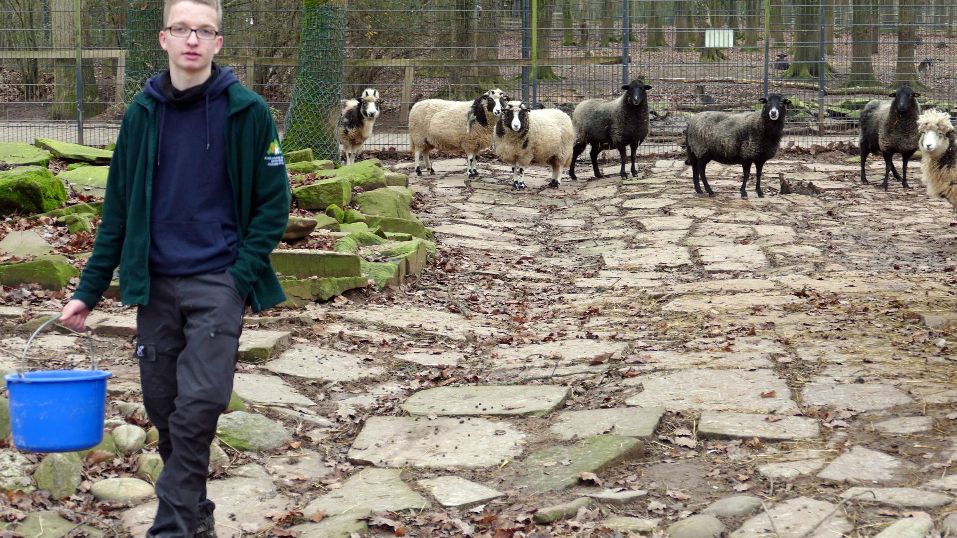 MIT VOLLEM FUTTEREIMER zieht Jan Prem von dannen, die Schafe haben heute keinen Hunger, sondern nur missmutige Blicke für den Junior-Ranger übrig. Foto: Roth