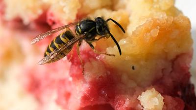 Bald dürfte es wieder mehr von ihnen geben: Wespen und andere Insekten gefällt der trockene Sommer.